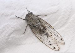 Cicadidae